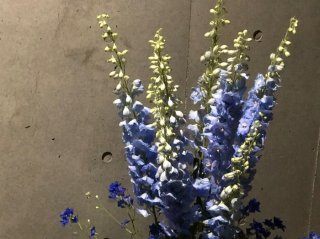 大ぶりなデルフィニウムもあるでよ byさぶ店長（Ｃ）コクハク