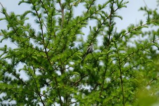 ボクらの星の色 2022.7.17（日）