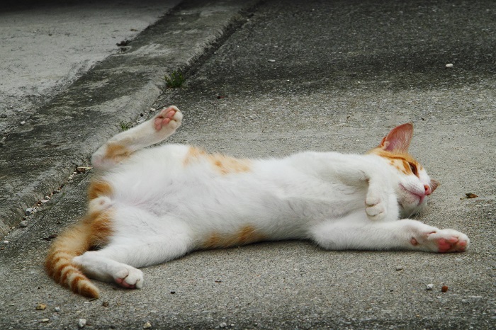 （写真:芳澤ルミ子）