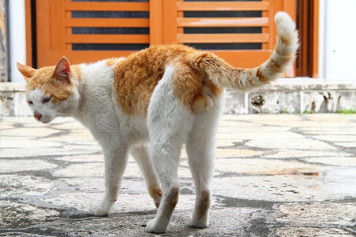 （写真:芳澤ルミ子）
