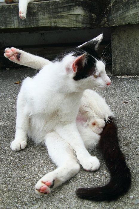 （写真:芳澤ルミ子）