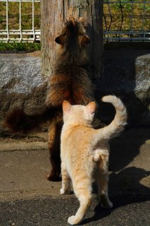 ちび“たまたま”が爪とぎコーナーで「お母さん、交代して～」