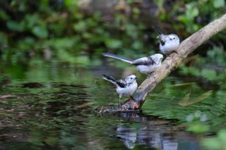 水浴びが好き♡ 2022.8.3（水）