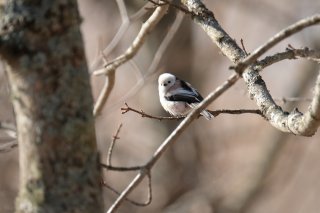 あざとく生きる 2022.8.19（金）