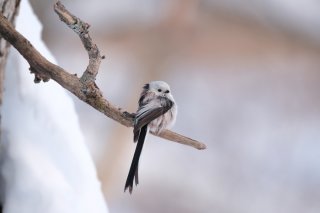 擬態して生きる 2022.9.4（日）