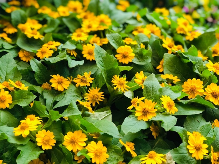 夏は黄色の花も豊富やで byさぶ店長 （Ｃ）コクハク