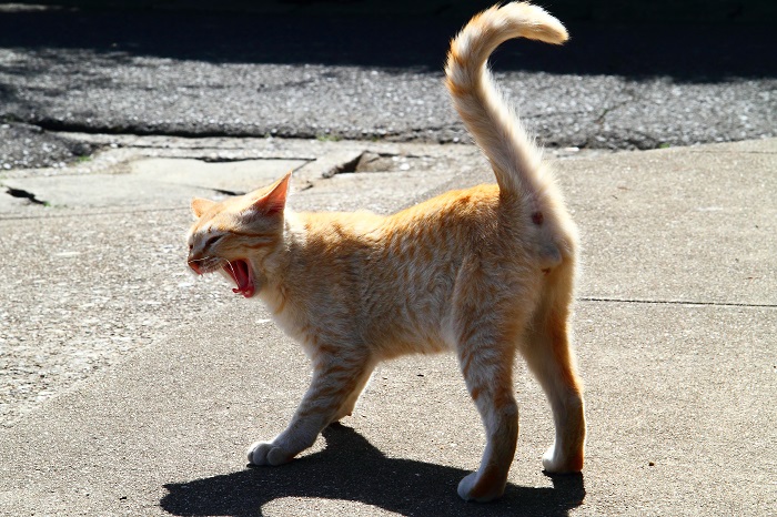 （写真:芳澤ルミ子）