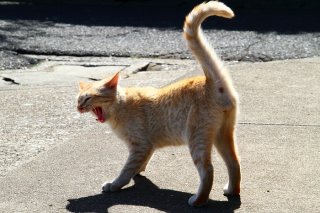 威嚇じゃなかった！“たまたま”君の大きなあくびに思わず脱力