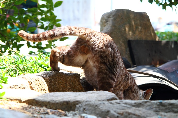 （写真:芳澤ルミ子）