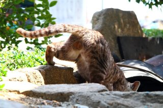 “たまたま”の秘密の地底基地にご案内！ 美シッポにも注目♡ 