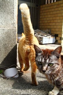 “たまたま”撮影は地面に腹ばいで!猫からの思わぬご褒美も♡