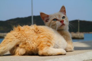 UFOと交信!? “たまたま”のサファイアブルーの瞳にうっとり♡