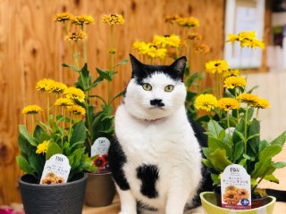 手間いらずでコスパすごっ！ルドベキアは見つけたら即買い!!