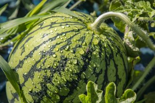 すいかばかと呼ばれる男<3>「水果」でささやかな夏の贅沢を