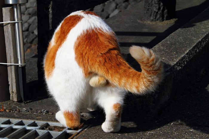 （写真:芳澤ルミ子）