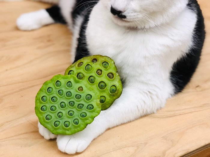 今回は蓮の実のお話 （Ｃ）コクハク