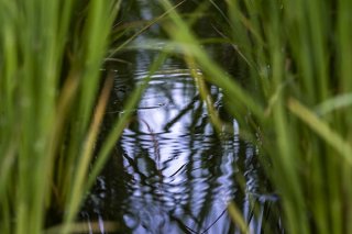 ひっそりと生きる命の波紋 2022.8.12（金）