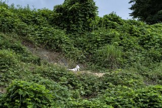 ポニョ発見！ 2022.８.15（月）