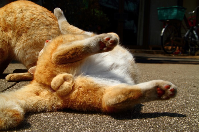 （写真:芳澤ルミ子）