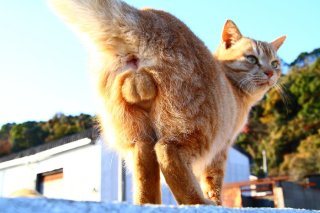 超逸材!金色に輝くたまたまの魅力にメロメロ~吸引力が凄い