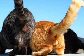 “たまたま”は知っている！おやつをくれるニンゲンの見分け方