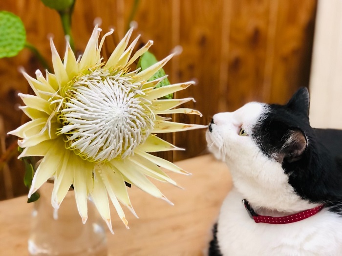 ワシの顔よかデカいわ byさぶ店長 （Ｃ）コクハク