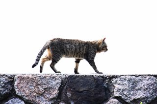 シッポの間から“たまたま”がチラ♡上品な足取りにもうっとり