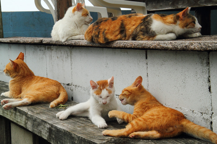 （写真:芳澤ルミ子）
