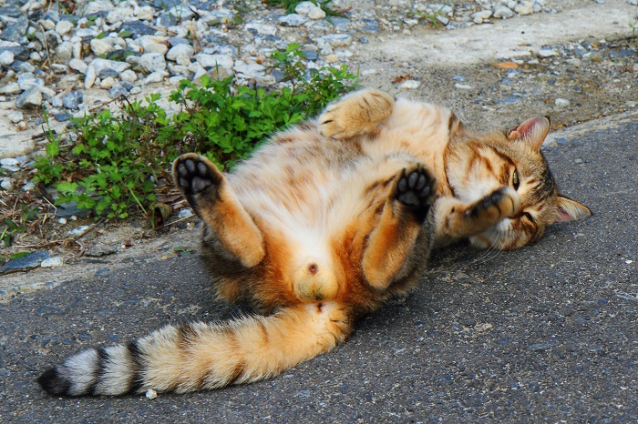 （写真:芳澤ルミ子）
