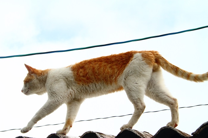 （Ｃ）芳澤ルミ子