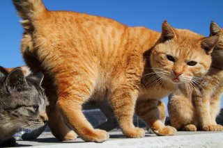 あざとかわいい“たまたま”♡チロっと出た舌はリラックスの証