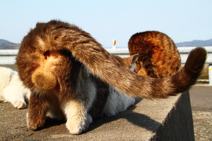 （写真:芳澤ルミ子）
