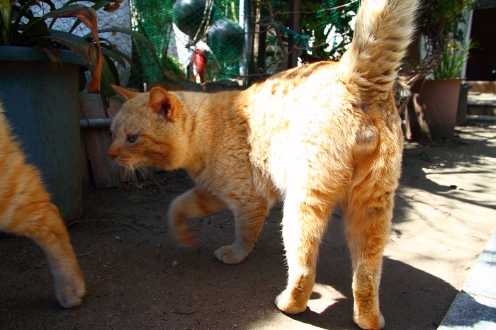 （写真:芳澤ルミ子）