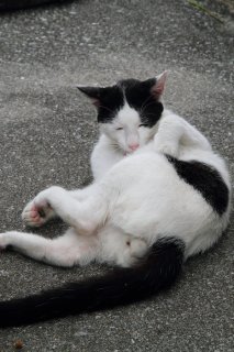 ヅラ柄と白“たまたま”に萌え♡悩殺ポーズの個性派にゃんたま