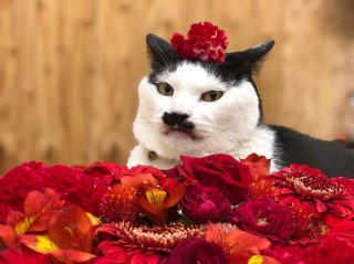 「敬老の日と賀寿の祝い」ジィジとバァバにどんな花を贈る？