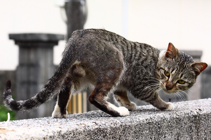 （写真:芳澤ルミ子）