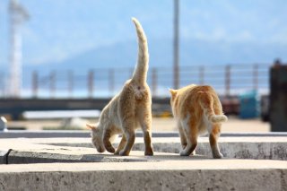 涼しくなると寂しくなるにゃ…“たまたま”の夏休みの思い出