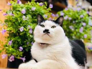 高額初期投資でも損なし!? リピート続出のスーパートレニア