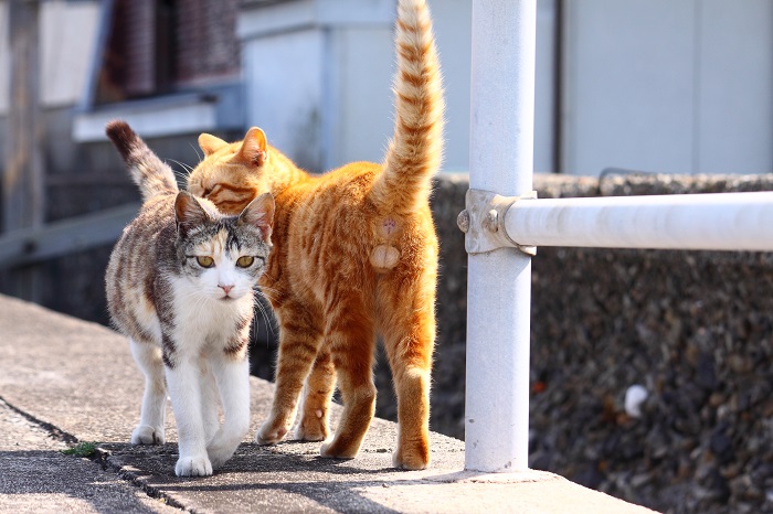 （写真:芳澤ルミ子）