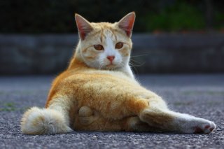 美少年にゃんこの品性と“たまたま”のワイルドさにキュン♡