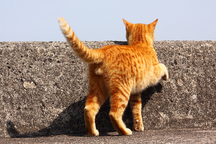 （写真:芳澤ルミ子）