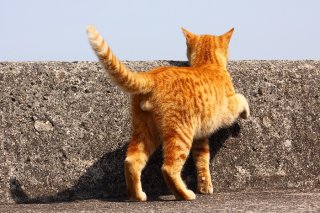 会いたいにゃ！恋する“たまたま”は気分も尻尾も上がっちゃう