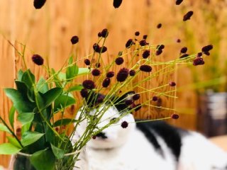 ワレモコウって漢字で書くと？ “超絶短い秋”をおセンチに♡