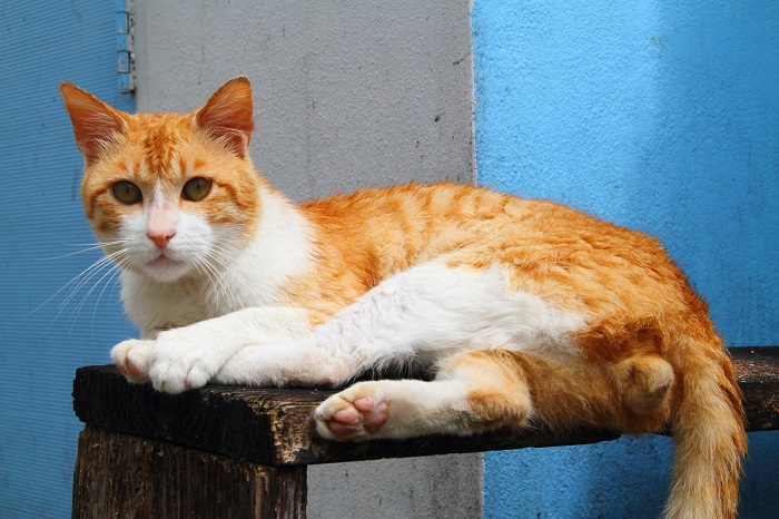 （写真:芳澤ルミ子）