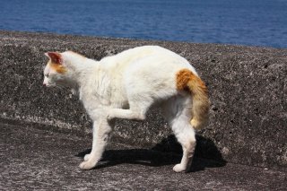 実はハイスぺ!“たまたま”の後ろ足が実力を発揮するのは…