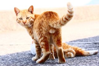 どうしてそんなに尊いの？“たまたま”を真面目に考察してみた