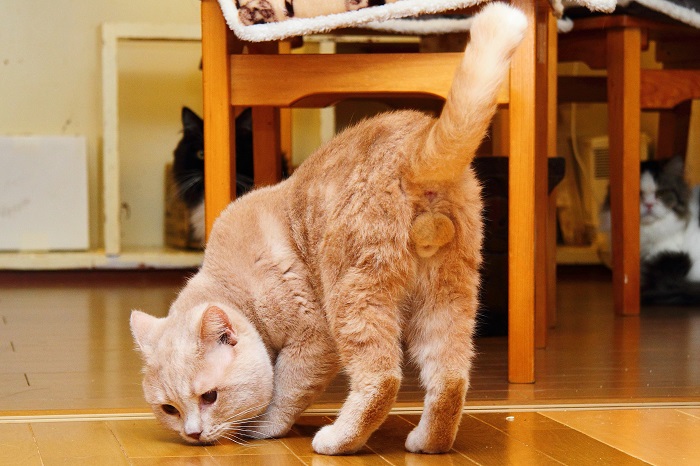 （写真:芳澤ルミ子）