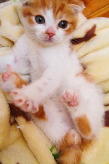 チビッ子“たまたま”とピンク肉球のマリアージュにメロメロ♡