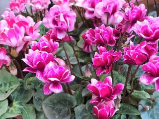 幸せは庭やベランダから!春まで百花繚乱「秋に仕込む植物」