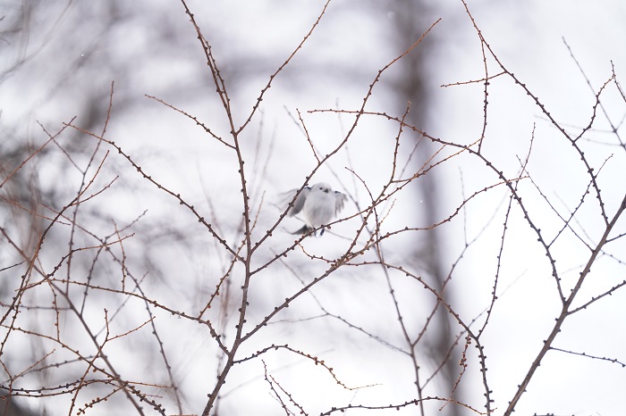 鉄は熱いうちに～（Ｃ）小原玲